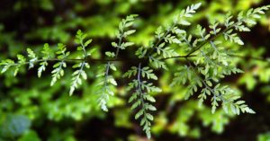 cropped-IMG_20170906_211606_845-1.jpg