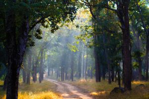 Pench Tiger reserve