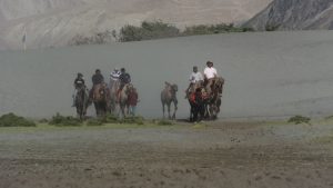 Camel safari in sand dunes of Hunder!!